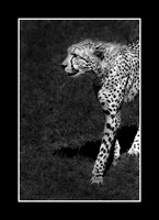 FA00010MS